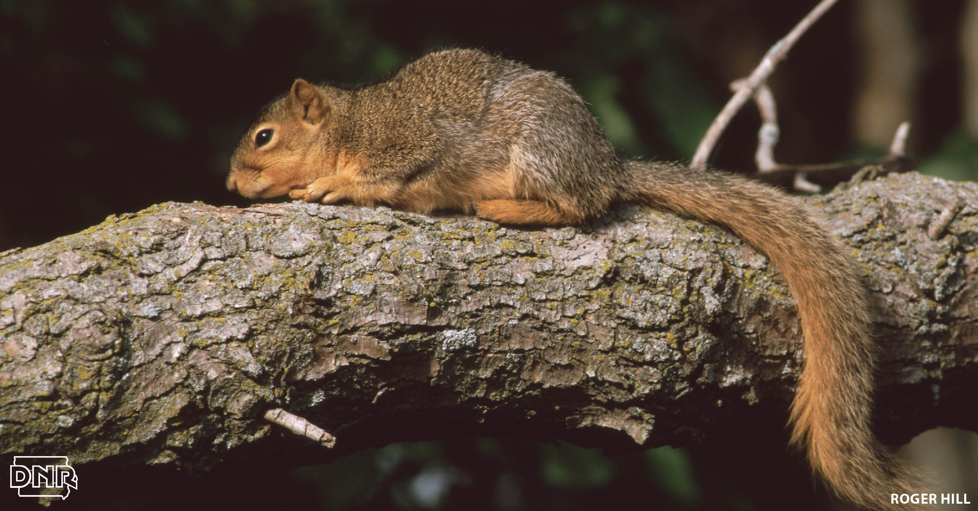 7 cool things you should know about squirrels | Iowa DNR